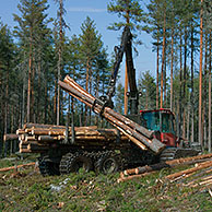 Houthakkers industrie waarbij hout / boomstammen worden geladen in dennenbos, Zweden 
